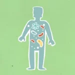 Lire la suite à propos de l’article Don d’organes et de tissus : un donneur sauve en moyenne trois vies