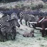 Lire la suite à propos de l’article Comprendre l’apparition et la disparition des espèces