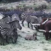 Comprendre l’apparition et la disparition des espèces