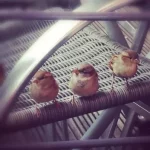 Lire la suite à propos de l’article Qui sont vraiment les oiseaux ?