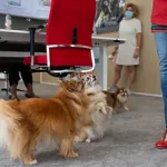 Lire la suite à propos de l’article Animaux admis au travail : un bien-être pour le salarié ?