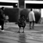 Lire la suite à propos de l’article Sous le plumage sombre de l’invasif étourneau