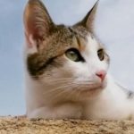 Lire la suite à propos de l’article Et si la zoothérapie changeait votre vie ?