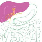 Lire la suite à propos de l’article J’aide mon foie à mieux digérer