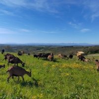 Les Arbri’Culteurs : parrainer des arbres pour soutenir les petits producteurs