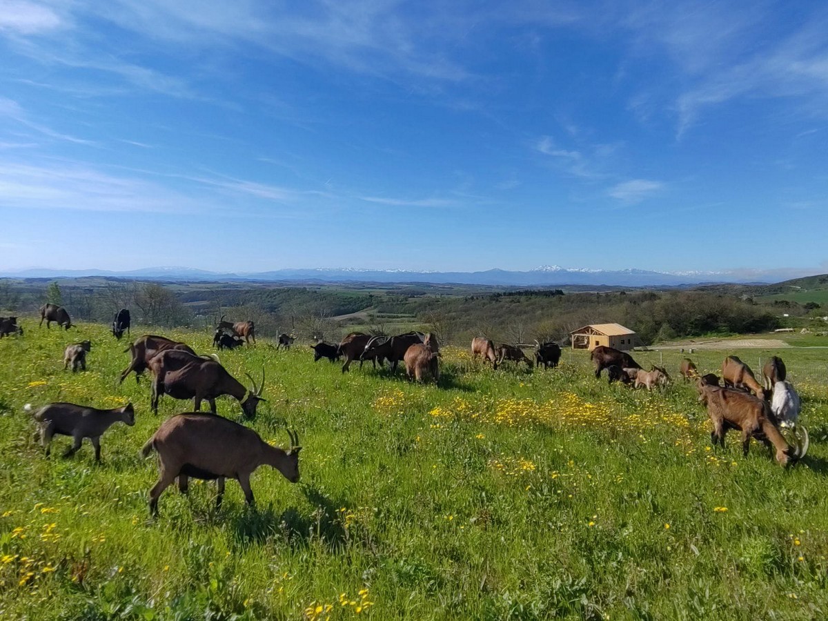 You are currently viewing Les Arbri’Culteurs : parrainer des arbres pour soutenir les petits producteurs