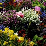 Quelles sont les plantes et les fleurs dangereuses pour la santé ?