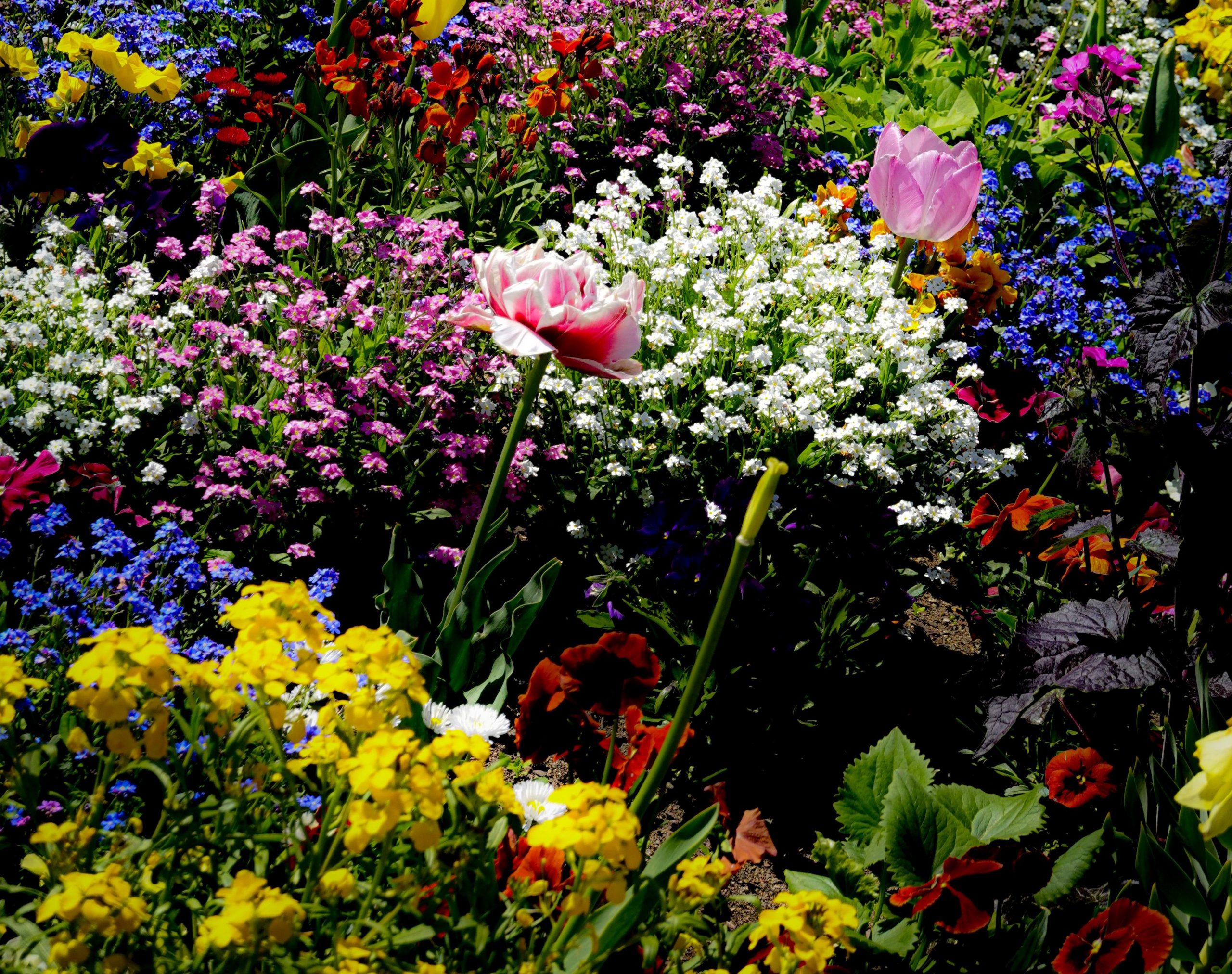 You are currently viewing Quelles sont les plantes et les fleurs dangereuses pour la santé ?