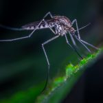 Lire la suite à propos de l’article Comment stopper les espèces invasives ?